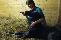foaling firstfeed
